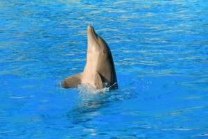 dolphin