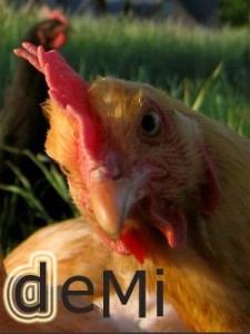 Chicken 2 copy/Demetra Koumarianou