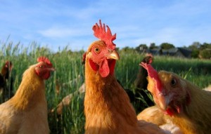 CHICKENS