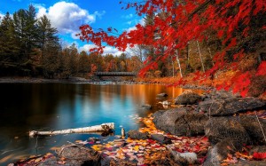 fall_foliage-wide
