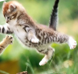 Kitten_2
