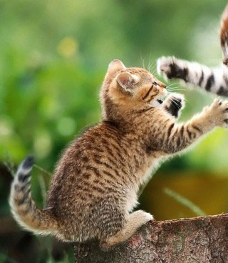 Kitten_3