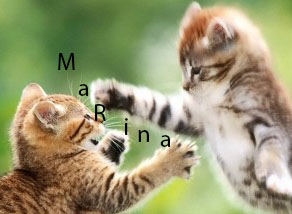 Kitten_5