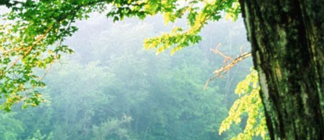 Nature_4